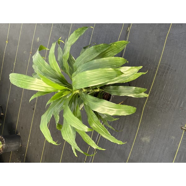dracaena-east-coast-tropicals