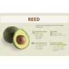 Reed avocado 1588978982