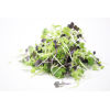 City produce microgreens rocket 1601451933