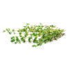 City produce thyme 1601452306