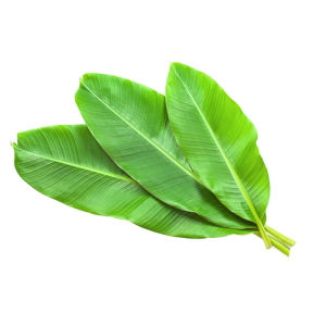 Original city produce banana leaves