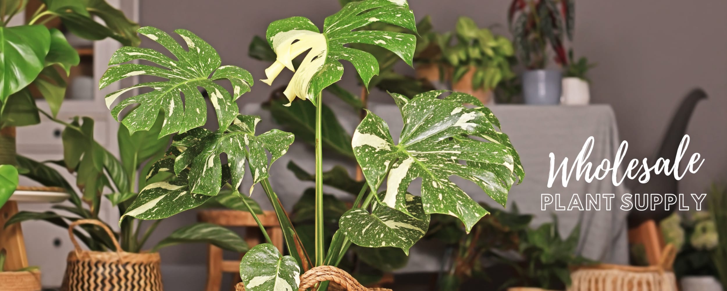 Wholesale Plant Supply Canada Wholesale Plant Supply