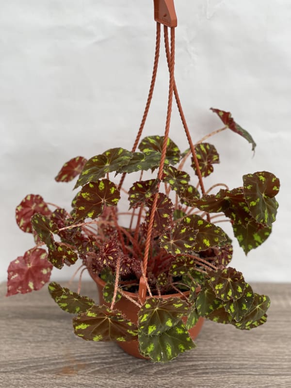 06' BEGONIA KIT KAT HANGING BASKET (HANGING BASKETS) East Coast Tropicals