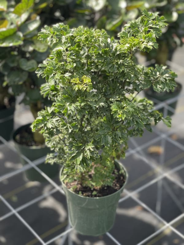 04' ARALIA PARSLEY (Aralia) East Coast Tropicals