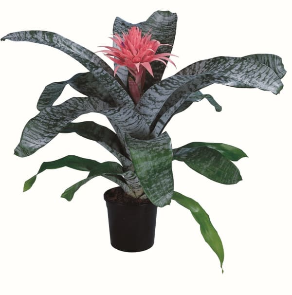 06' BROMELIAD SILVER VASE (Bromeliads) East Coast Tropicals