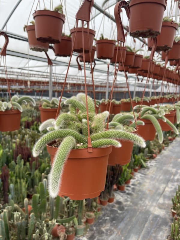 06" CACTUS FOXTAIL HANGING BASKET (Hanging Baskets) East Coast Tropicals