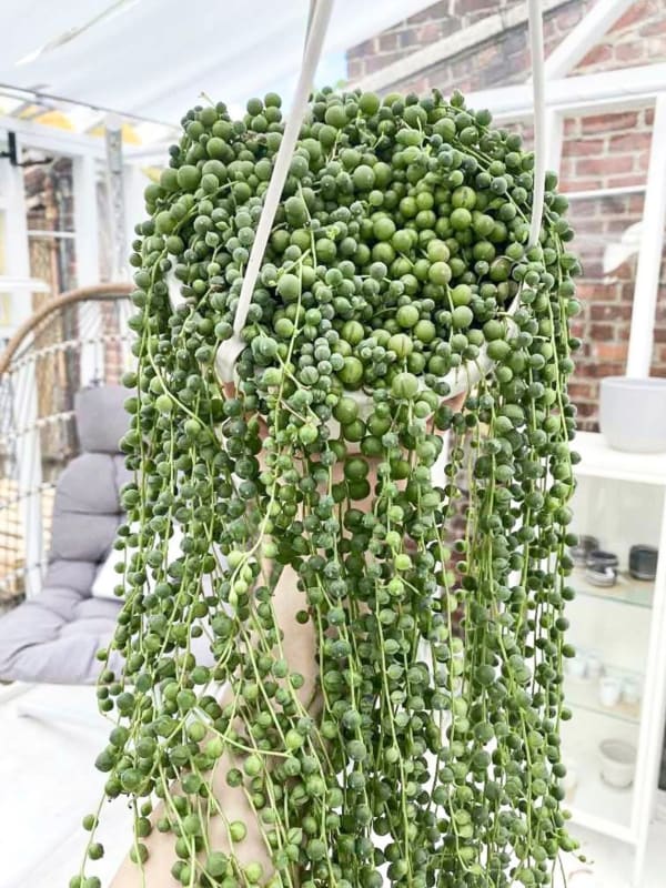 08' STRING OF PEARLS HANGING BASKET (HANGING BASKETS) East Coast