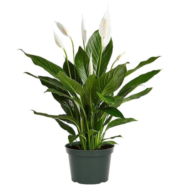 06' SPATH PEACE LILY (Spathiphyllum) - East Coast Tropicals
