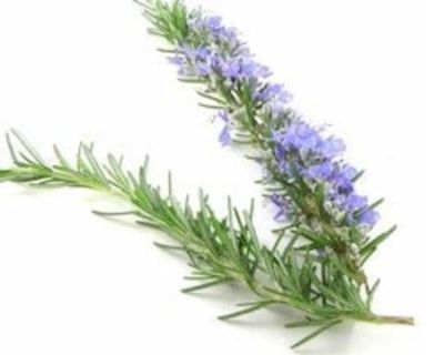 Herb rosemary each 1231389