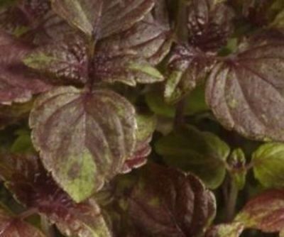 Herb micro shiso blendi 1 kg 1231357