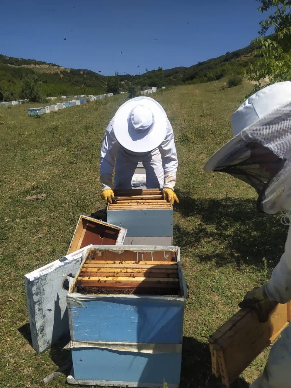 Our producers in Greece — Photo 2 of 4