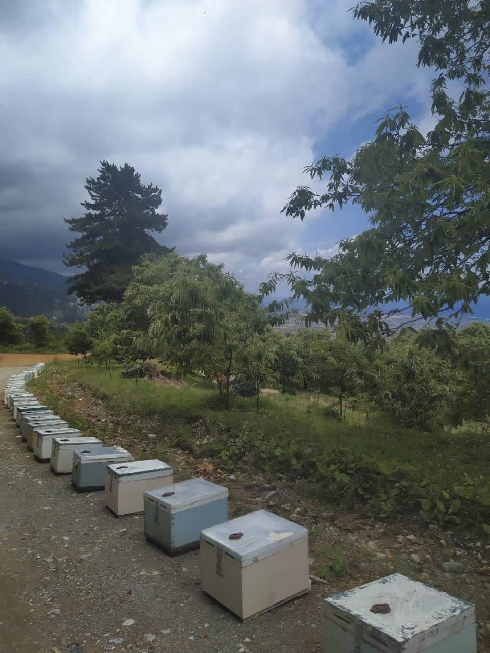 Nomadic hives, Southern Olympus