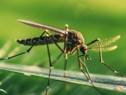 В Ханты-Мансийске зарегистрирован первый случай туляремии