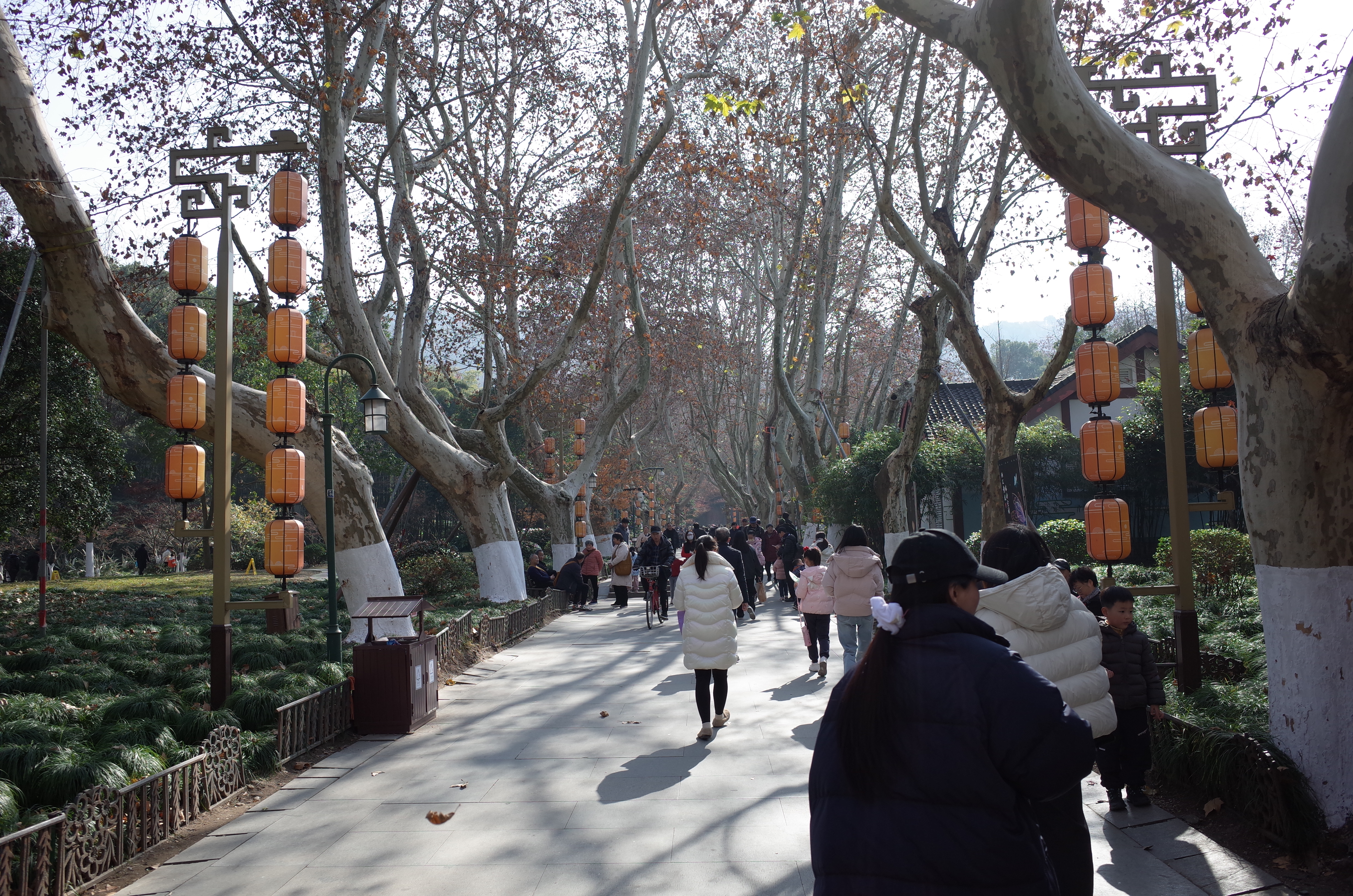 浙图旁景区小道