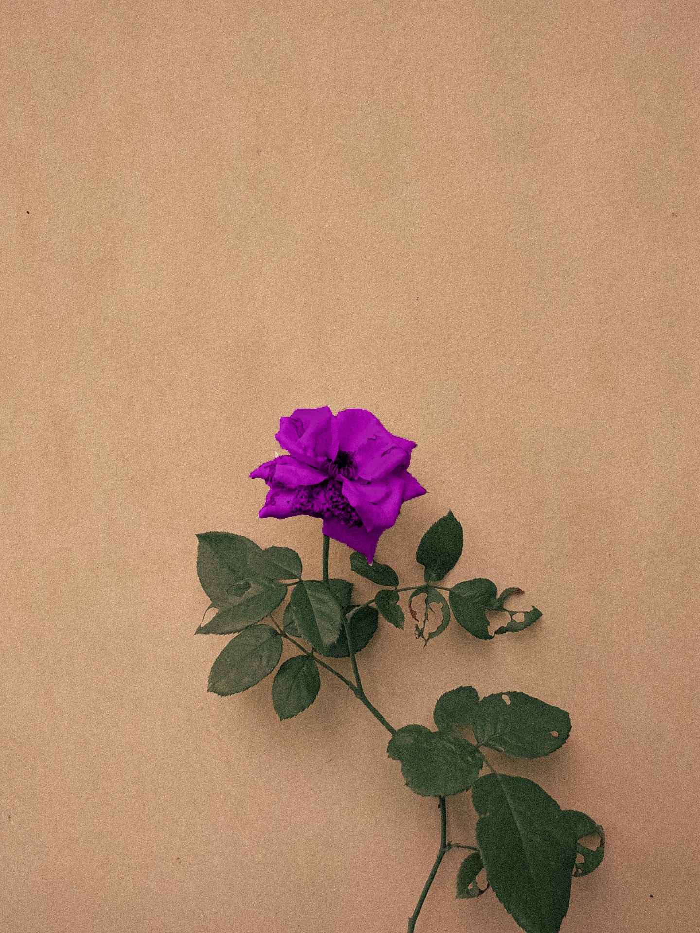 Flor