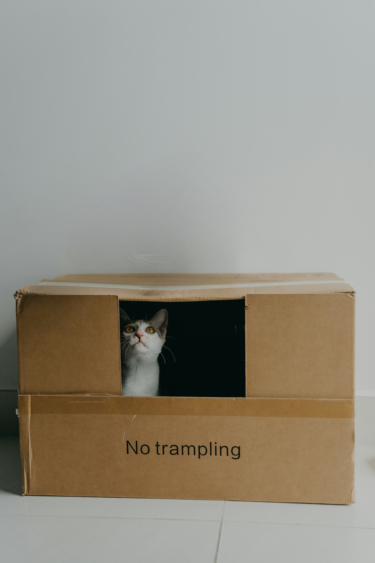 Gato