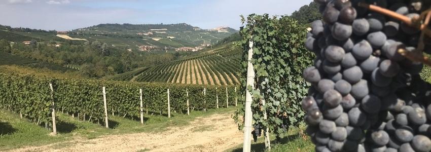 Langhe Wine Region, Italy