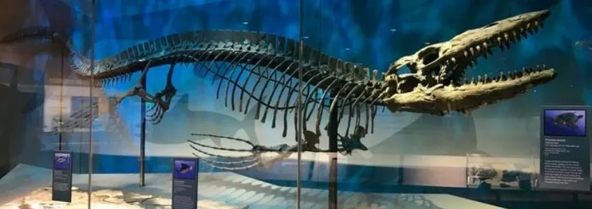 Alaska Museum of Science and Nature