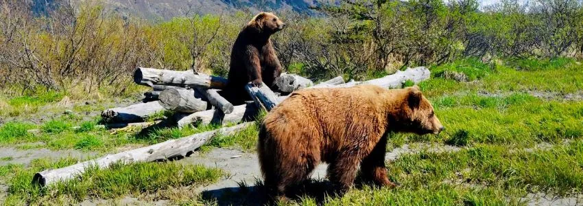 Alaska Wildlife Conservation Center