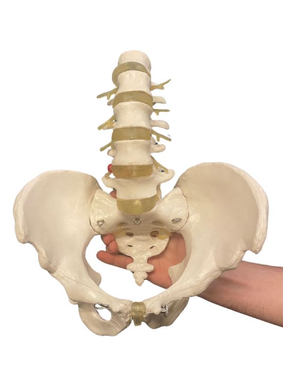 Pelvic Skeleton Female with Movable Femur Heads
