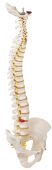 Classic Flexible Spine Model