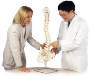 Classic Flexible Spine Model