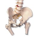 Classic Flexible Spine Model with Femur Heads