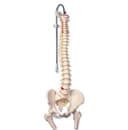 Classic Flexible Spine Model with Femur Heads