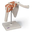 Functional Shoulder Joint