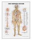 The Nervous System Chart