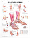 Foot & Ankle Chart