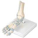 Foot Skeleton Model with Ligaments
