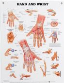 Hand & Wrist Chart