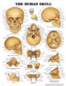 The Human Skull Chart
