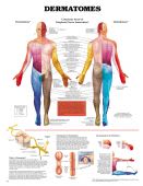 Dermatomes Chart