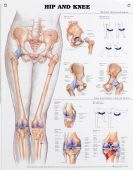 Hip & Knee Chart