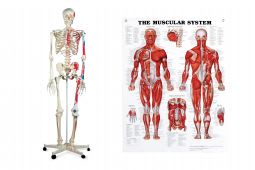 Anatomical Models, Charts & Books