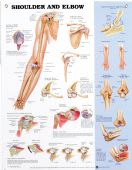 Shoulder & Elbow Chart