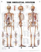 The Skeletal System Chart