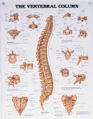 The Vertebral Column Chart