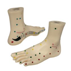 Golden Egg Holistic Reflexology Foot Models - Adult