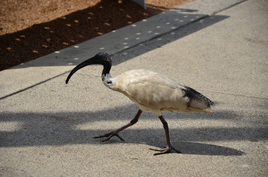 Вся Австралия с островами Фрейзер и Тасмания: 26 тыс км на авто (много фото)