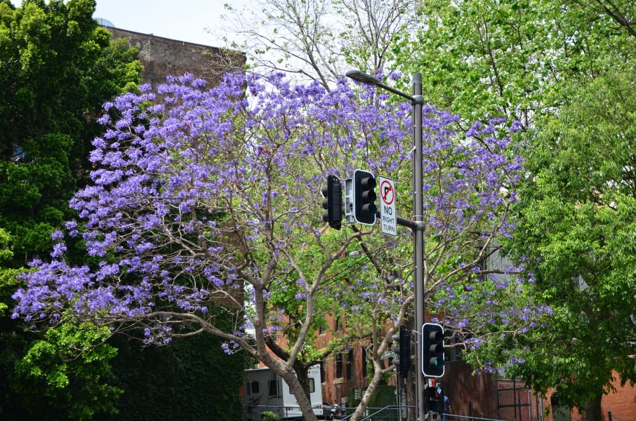 Вся Австралия с островами Фрейзер и Тасмания: 26 тыс км на авто (много фото)