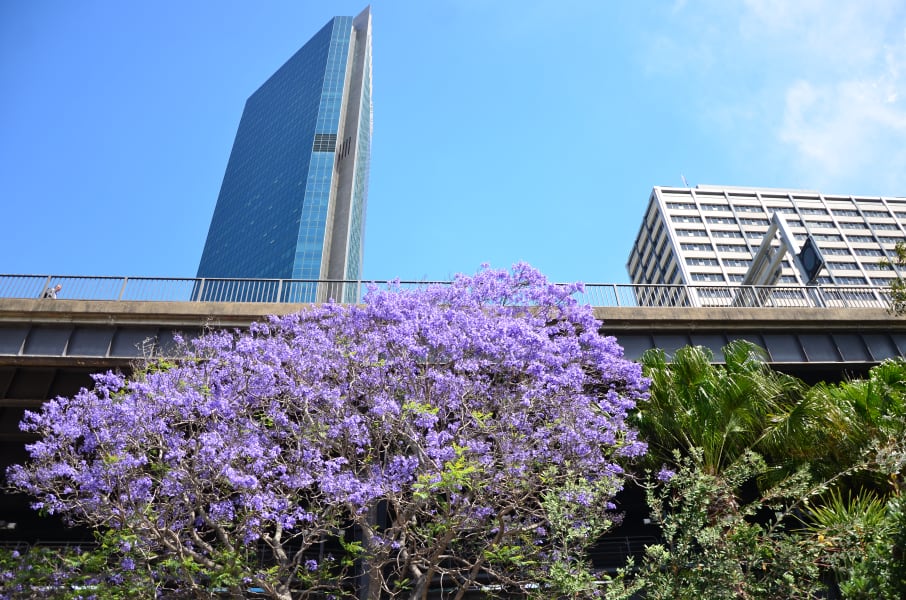 Вся Австралия с островами Фрейзер и Тасмания: 26 тыс км на авто (много фото)