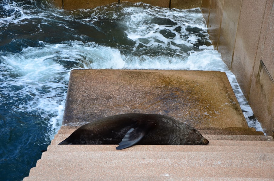 Вся Австралия с островами Фрейзер и Тасмания: 26 тыс км на авто (много фото)