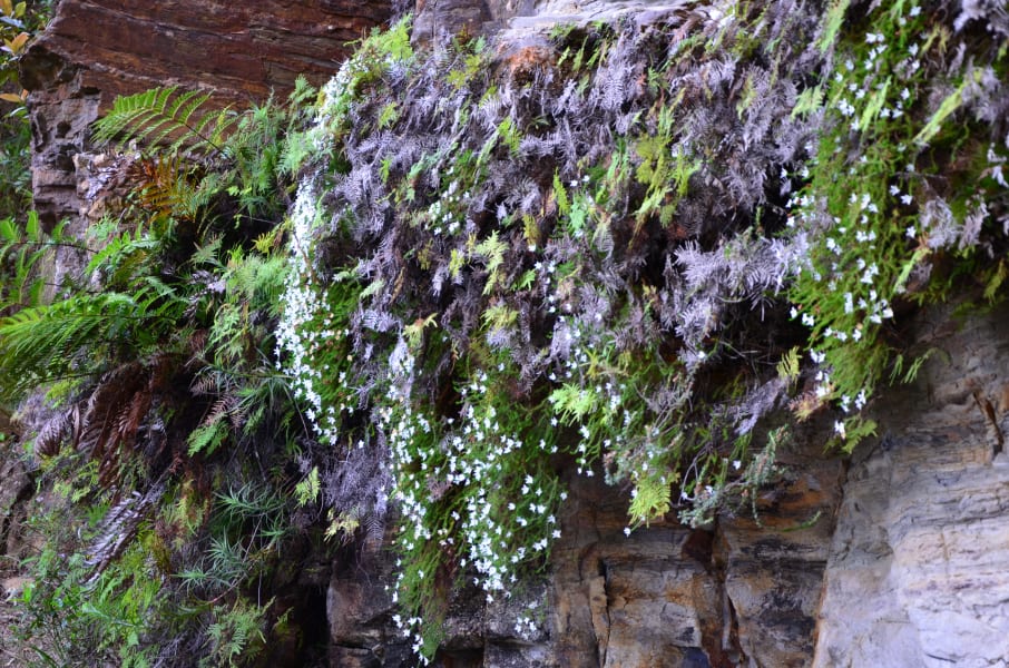 Вся Австралия с островами Фрейзер и Тасмания: 26 тыс км на авто (много фото)