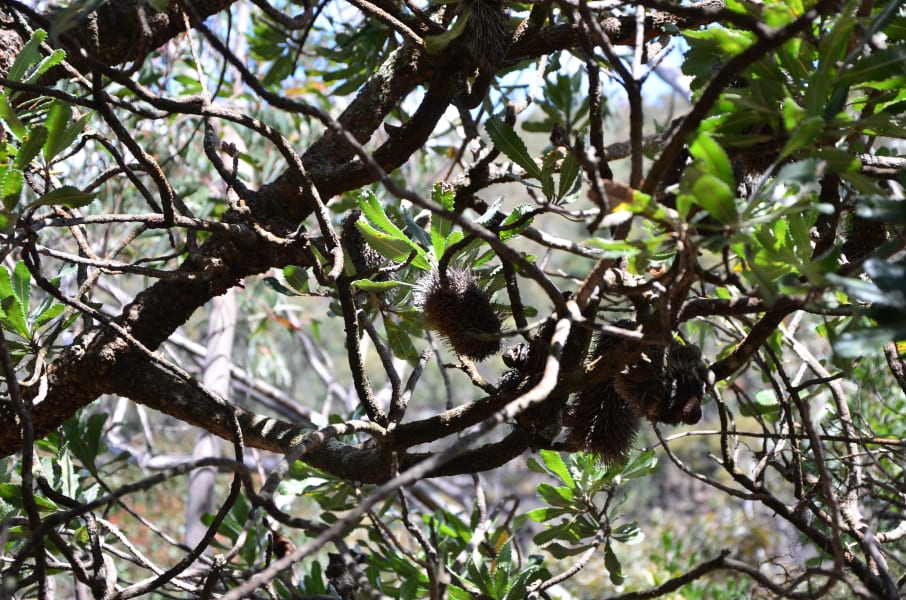 Вся Австралия с островами Фрейзер и Тасмания: 26 тыс км на авто (много фото)