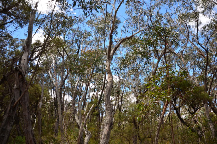 Вся Австралия с островами Фрейзер и Тасмания: 26 тыс км на авто (много фото)