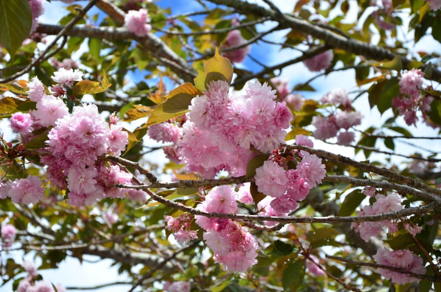 Вся Австралия с островами Фрейзер и Тасмания: 26 тыс км на авто (много фото)