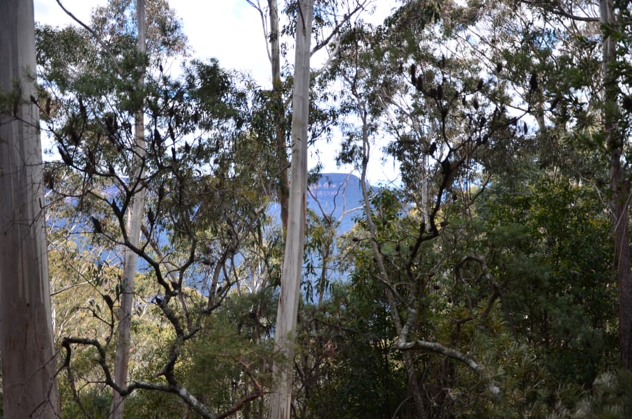 Вся Австралия с островами Фрейзер и Тасмания: 26 тыс км на авто (много фото)